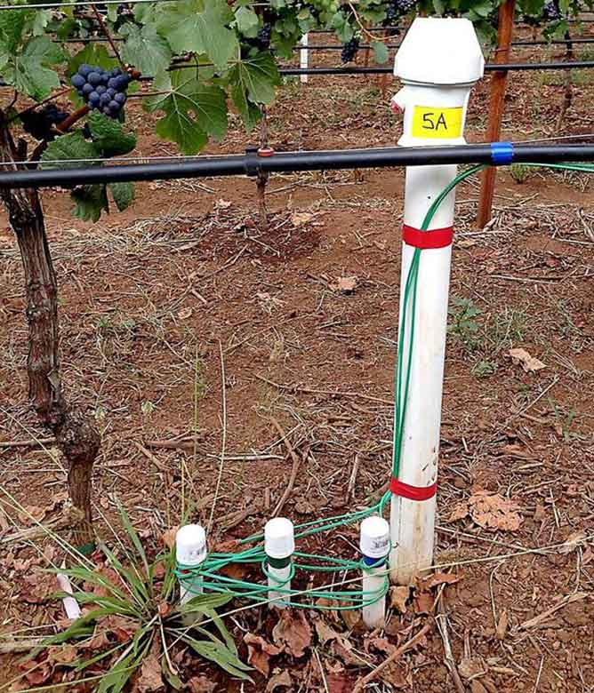 датчики сосущей силы почвы на винограднике