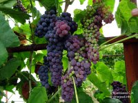 Повреждение гроздей гербицидом