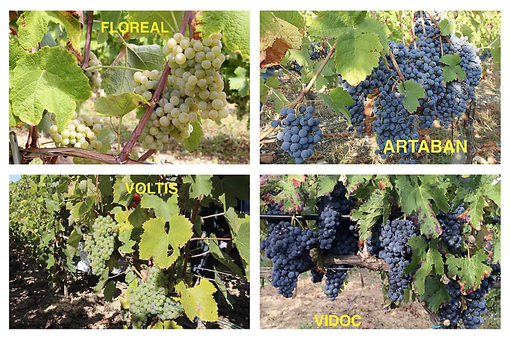 новые устойчивые сорта винограда