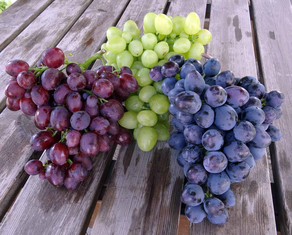 грозди розового, белого и синего винограда
