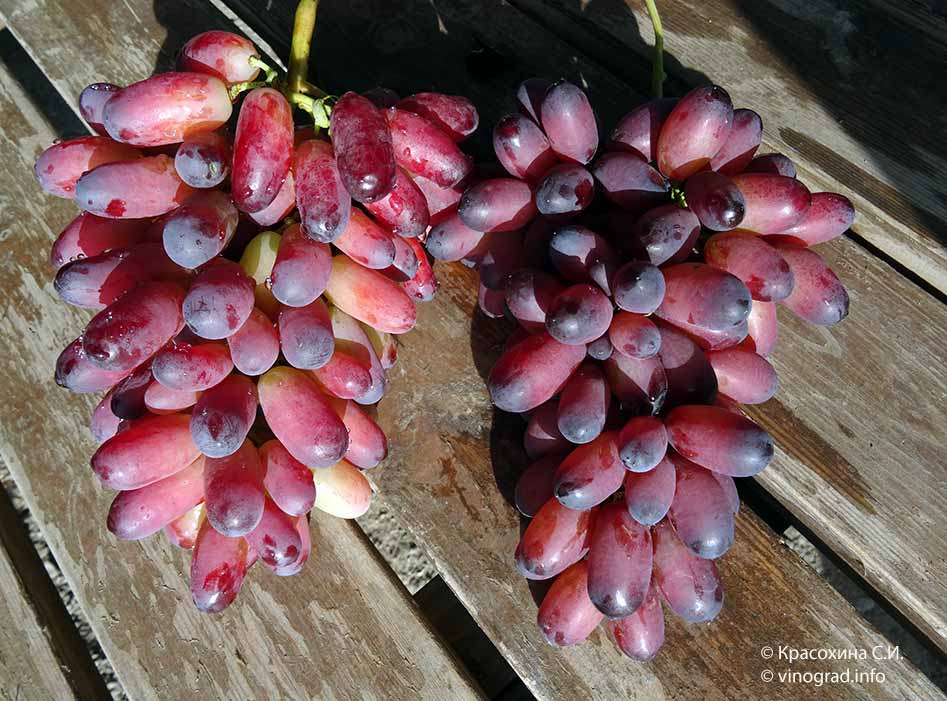 сорта винограда Маникюр фингер  и   Кармакод