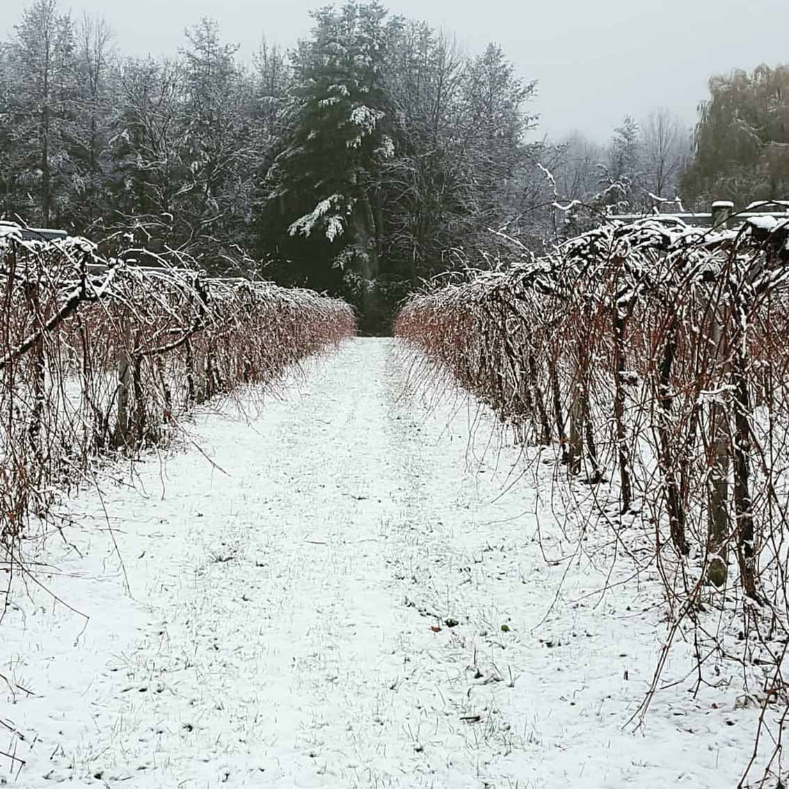 кусты винограда в мороз