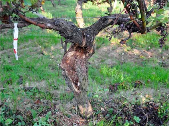 Удаление зараженной части древесины куста винограда