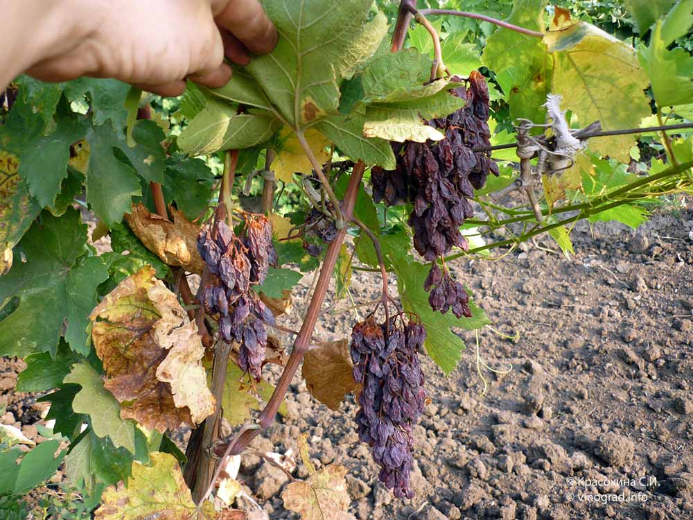 водный стресс на винограднике