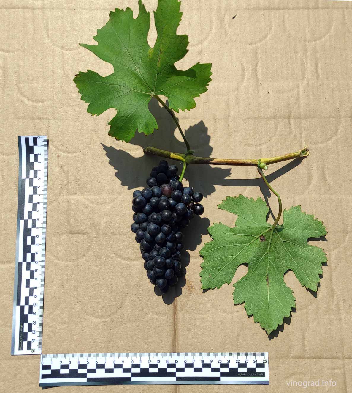 Корвина –  сорт винограда