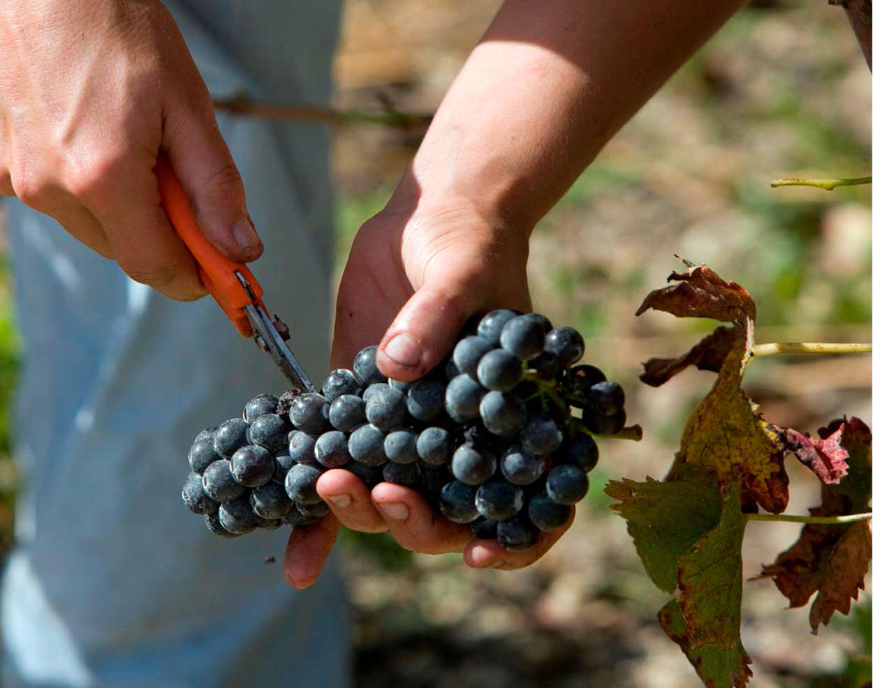 гроздь винограда в руке винодела