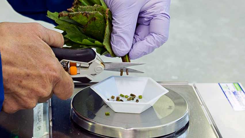Исследователь вырезает образцы виноградных листьев на весах