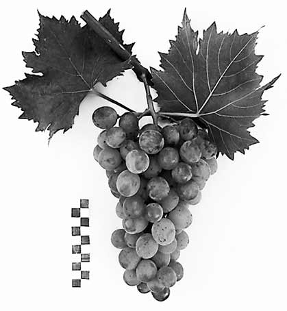 Столовый сорт винограда Маринка