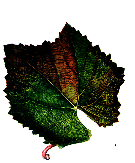 коричневая окраска листьев винограда
