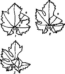 боковые вырезы листа винограда