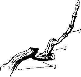 Виноградне дерево