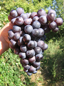 Сорт винограда Франкенталь
