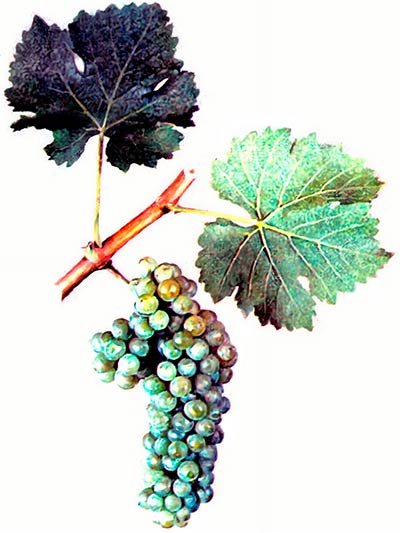 Сорт винограда Совиньон