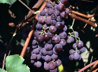 виноград Катавба
