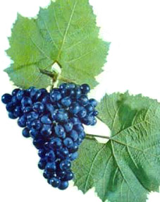 Ильичевский ранний - виноград
