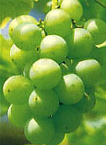 Сорт винограда Хакухо