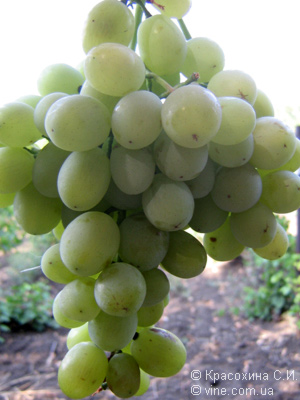 Агадаи виноград