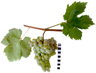 сорт винограда Грушевский белый