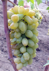 сорт винограда Пьеррель