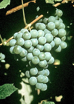Сорт винограда Ниагара