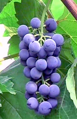виноград Шатен