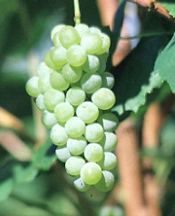 виноград Интерлейкен