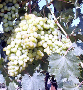 Сорт винограда Устойчивый Докучаевой