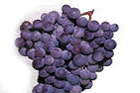 зрелость ягод винограда