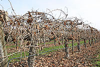листопад на винограднике