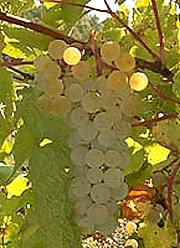 Сорт винограда Кудерк 13