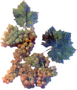 Лотос виноград
