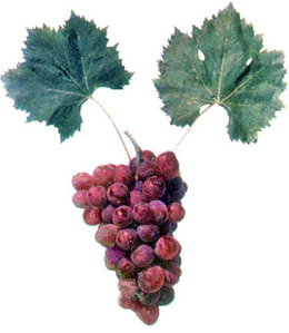 Прикубанский - виноград