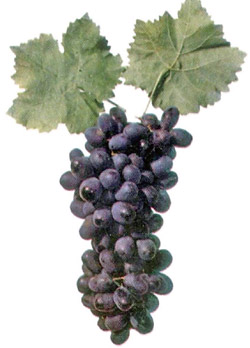 Юлия - сорт винограда
