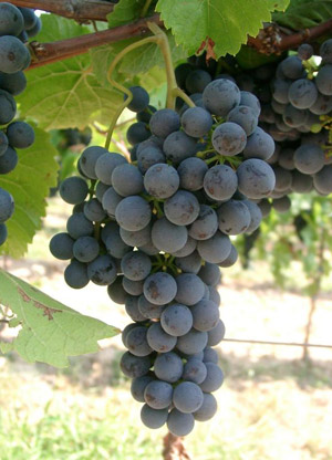 Аллегро – виноград