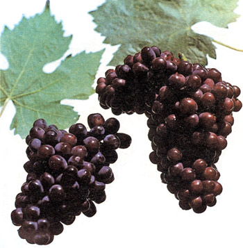 Гиссарский ранний - сорт винограда