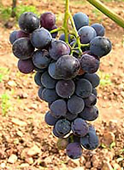 Отелло - виноград