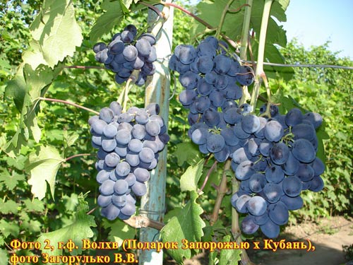 Волхв - гроздь винограда