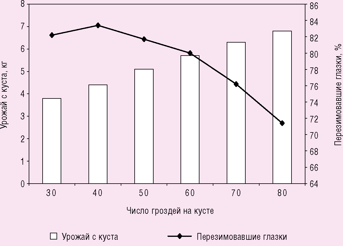 Изменение сохранности глазков винограда после перезимовки