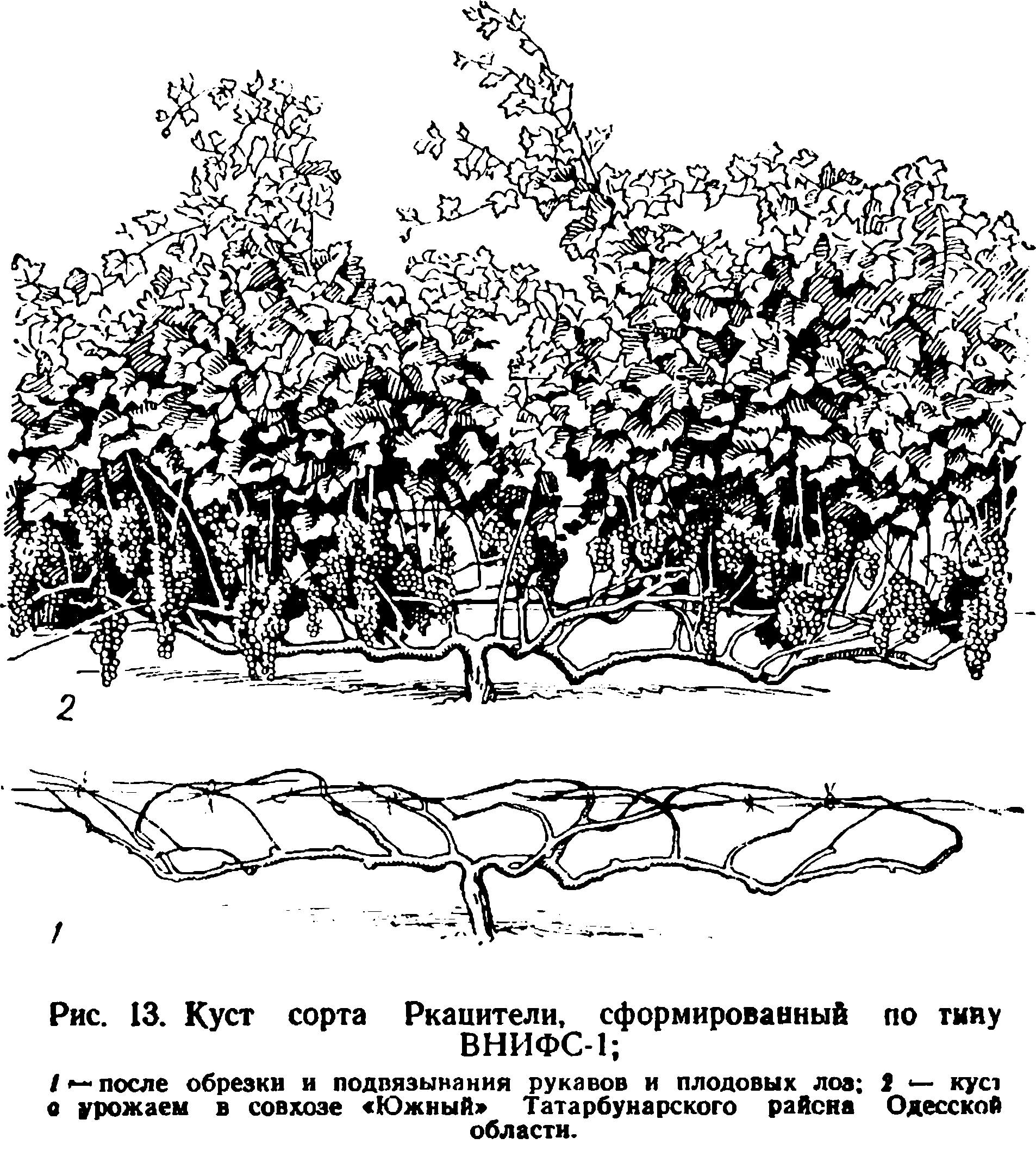 куст Ркацители