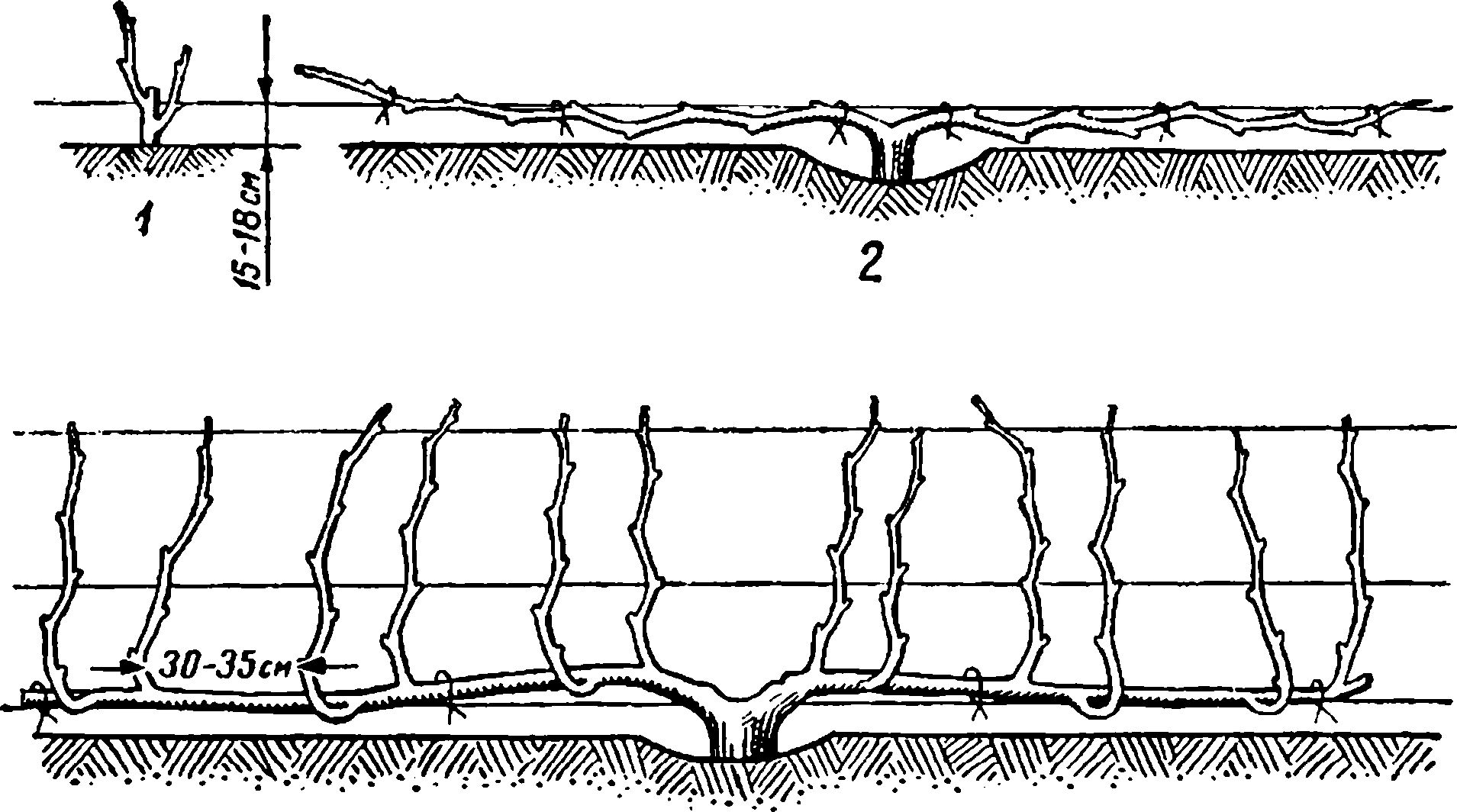 Веерная формировка виноградного куста схема и описание