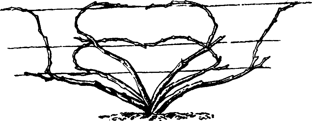 Многорукавная веерная формировка с шестью рукавами