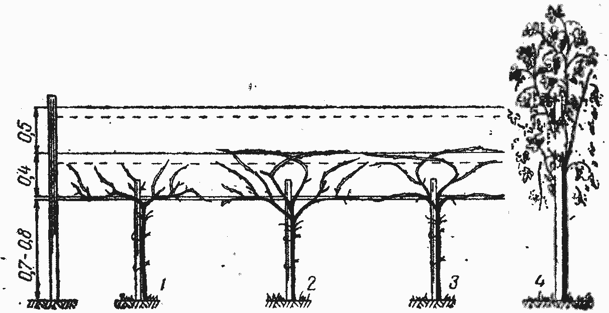 Формирование высокого штамба винограда