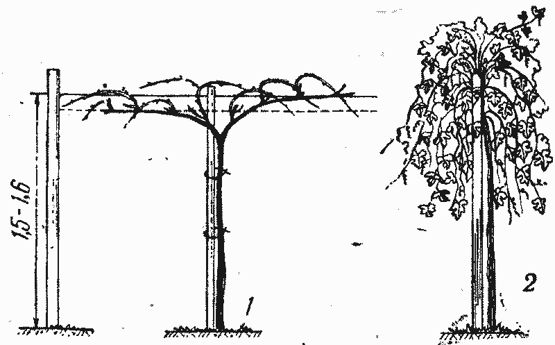 Формирование высокого штамба винограда