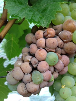 Кислая гниль на белых сортах винограда