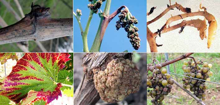 последствия болезней и вредителей на винограде