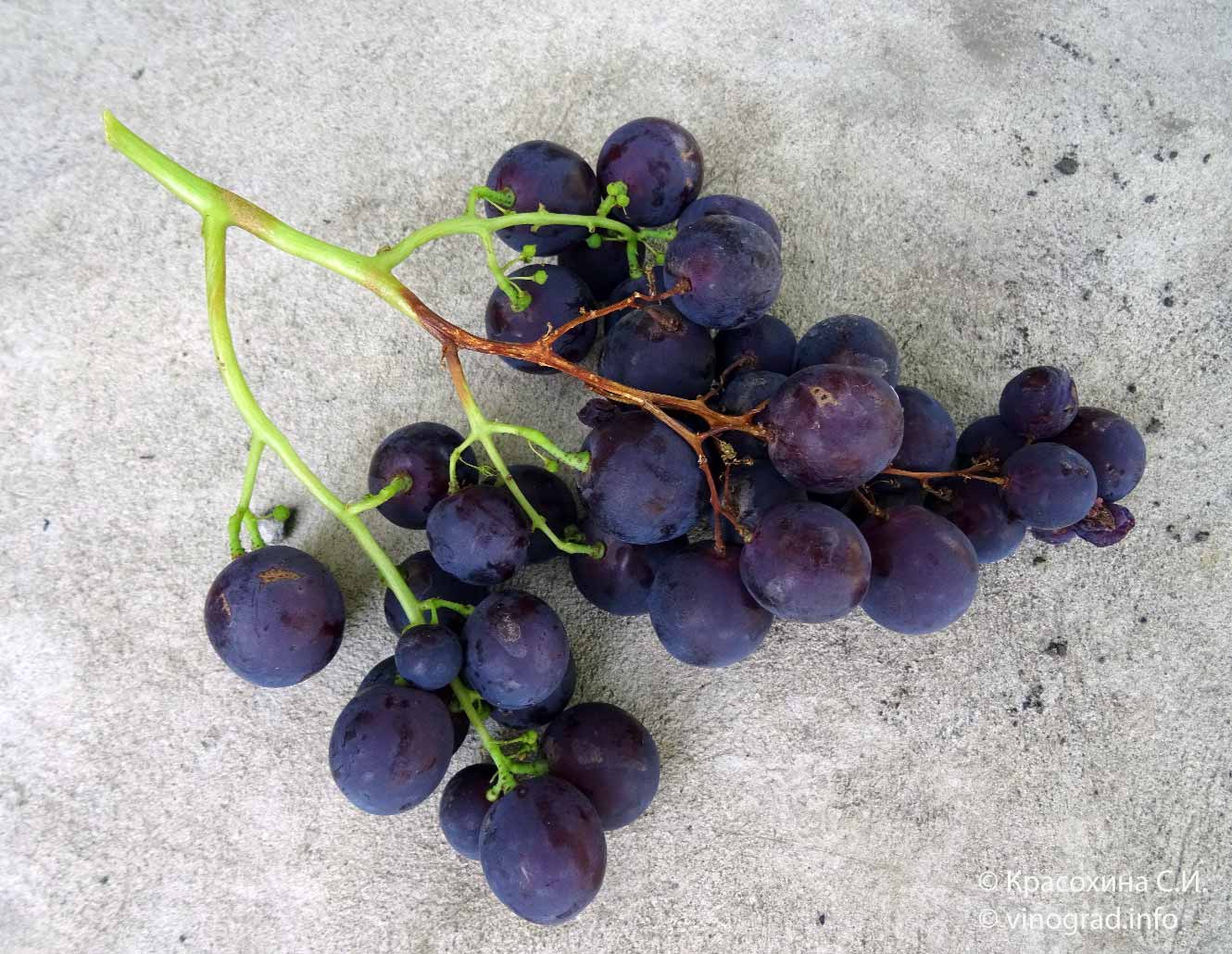 Паралич (усыхание) гребней винограда