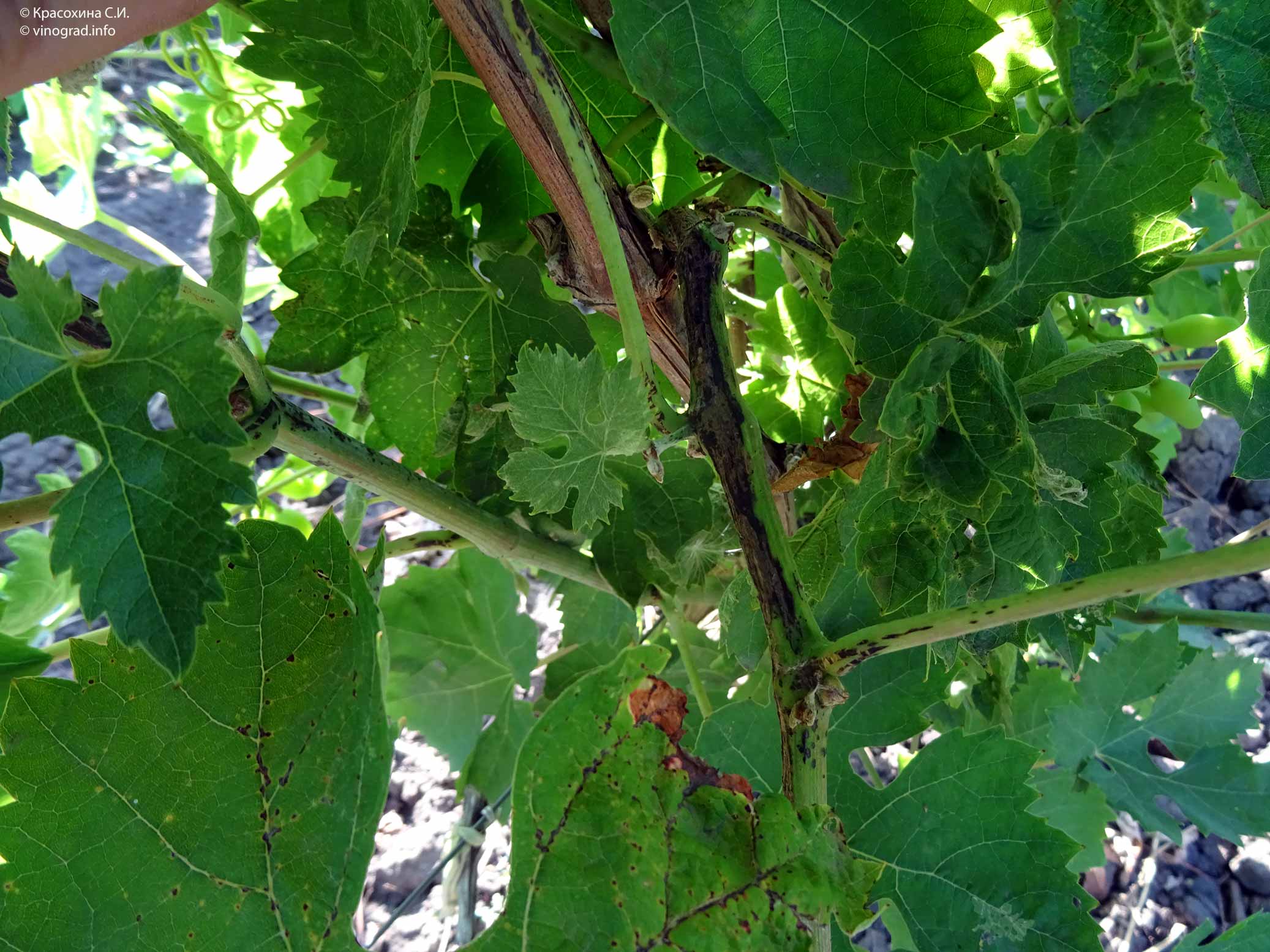 Черная пятнистость (эскориоз, фомопсис) винограда