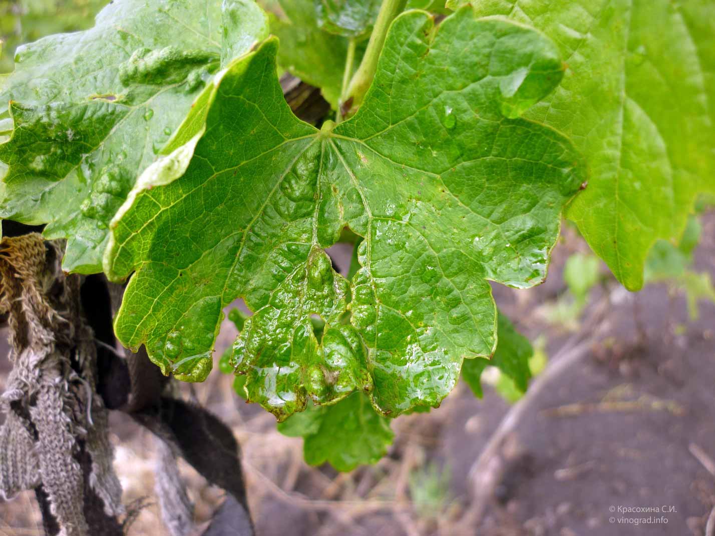 Болезнь листьев винограда фото и описание