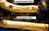 Вирус бороздчатости древесины
