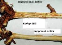 Вирус бороздчатости древесины